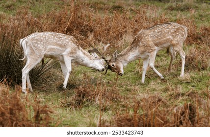 Two fallow deer locked in a battle, clashing their antlers during the rutting season - Powered by Shutterstock