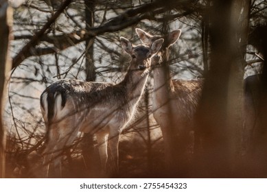 Two fallow deer standing close together in a forest environment, partially hidden between trees and branches.