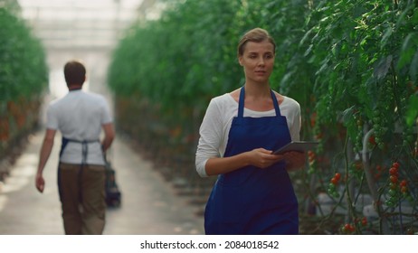 Two Farm Business Owners Inspecting Growing Eco Food In Plantation House. Agronomist Couple Discuss Using Tablet Monitoring Cultivation Production In Modern Greenhouse. Agriculture Teamwork Concept.