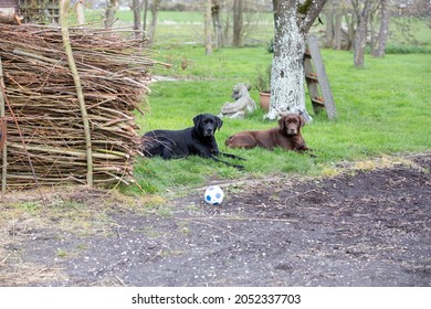 Two Farm Dogs Relaxing Outside

