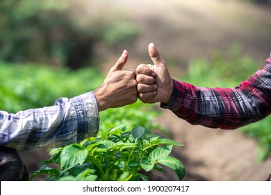 Two farmer giving thumb up on potato leaves, business concept.