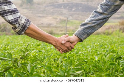 Two farmer shaking hands on potato leaves.