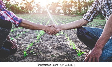 Two farmer sitting and shaking in young green corn field. agricultural business concept.