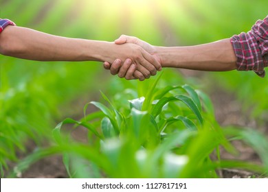 Two farmer standing and shaking hands on corn leaves.