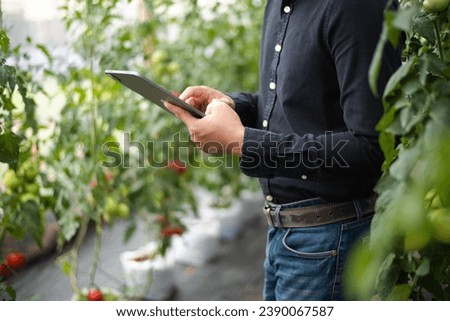 Two farmer watching organic tomatoes using digital tablet in greenhouse, Farmers working in smart farming
