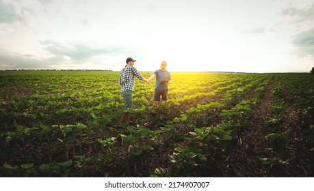 Two farmers in an agricultural field of sunflowers. Agronomist and farmer inspect potential yield - Shutterstock ID 2174907007