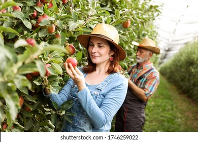 51,249 Apple Farmer Images, Stock Photos & Vectors | Shutterstock