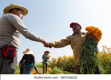 Two farmers collecting marigold flowers from a field