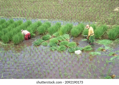 Two farmers, cut and preparing rice seeds for planting in the rice fields, which use the traditional irrigation system, photographed from top, in the morning.