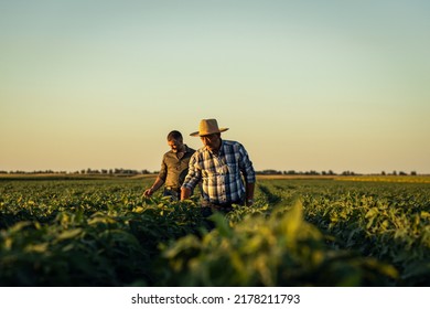 Dos granjeros en un campo examinando el cultivo de soja al atardecer.