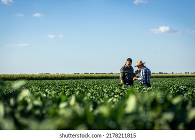 Two farmers in a field examining soy crop. - Shutterstock ID 2178211815