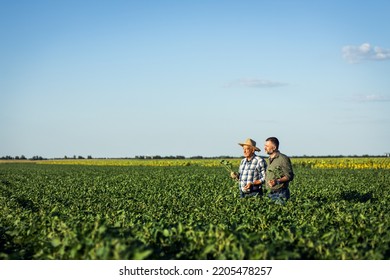 Two Farmers In A Field Examining Soy Crop.