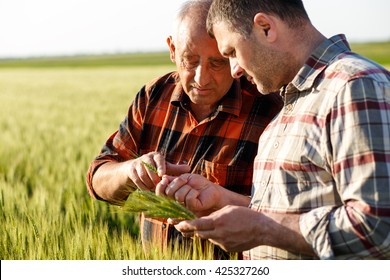 Two Farmers In A Field Examining Wheat Crop. 