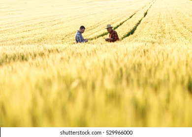 Two farmers in a field examining wheat crop.  - Shutterstock ID 529966000