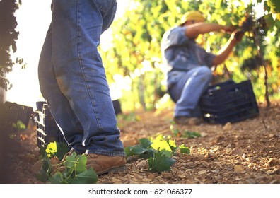 Two Farmers Harvesting Grapes