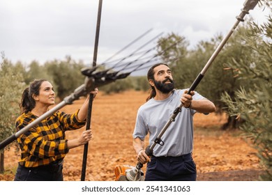 Two farmers are harvesting olives in their grove, using long rakes to detach the fruits from the branches of the olive trees - Powered by Shutterstock