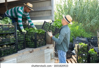 Two farmers load boxes of chard into a truck