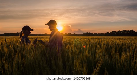 Two farmers man and woman work in a wheat field at sunset