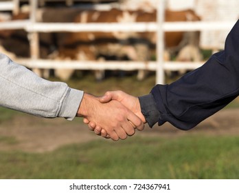 Two Farmers Shaking Hands In Front Of Cow Ranch. Agribusiness Concept