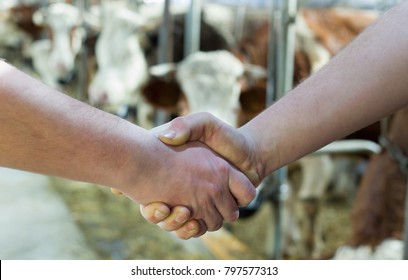 Two farmers shaking hands in front of cows in stable on farm. Agribusiness concept