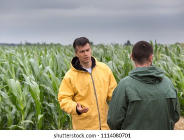 Two Farmers Standing In Corn Field And Talking