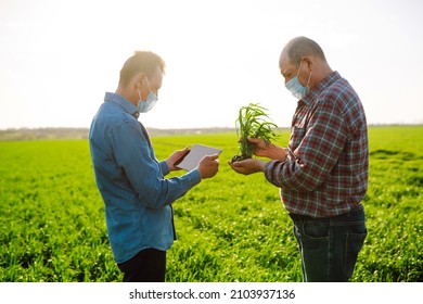 Two Farmers In Sterile Medical Masks Discuss Agricultural Issues On A A Green Wheat Field. Farmers With Tablet In The Field. Smart Farm. Agro Business. Covid-19.