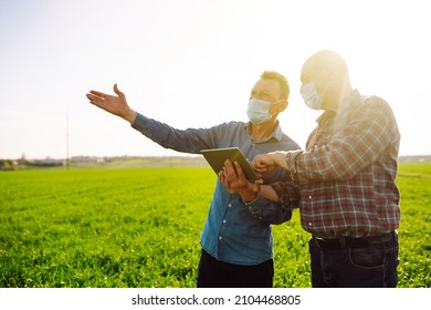 Two Farmers In Sterile Medical Masks Discuss Agricultural Issues On A A Green Wheat Field. Farmers With Tablet In The Field. Smart Farm. Agro Business. Covid-19.