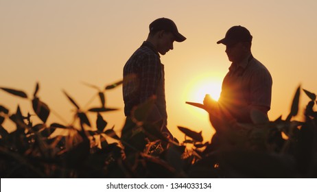 Two farmers talk on the field. Use a tablet - Shutterstock ID 1344033134