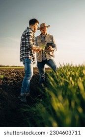 Two farmers using technology to check crop quality.