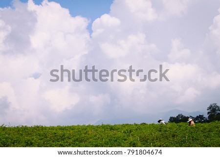 Two farmers wearing hat working on a chili field collecting chili at the plantation on the hill with blue sky and clouds in the background. Chiang Mai, Thailand.