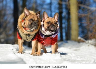 Two Fawn French Bulldog Dog Wearing Warm Winter Clothes In Snow Landscape