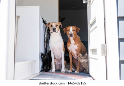 Two Fawn And Tan Short Haired Mixed Breed Dogs Sitting By Door With Cats Next To Them