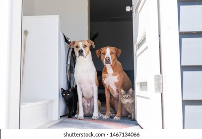 Two Fawn And Tan Short Haired Mixed Breed Dogs Sitting By Door With Cats Next To Them