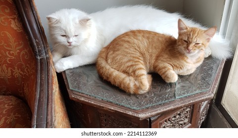 Two felines sleeping on table  - Shutterstock ID 2214112369
