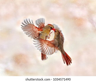 Two Female Cardinals In Flight