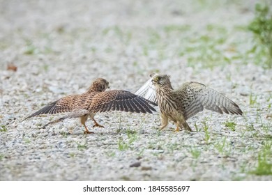 Two Female Common Kestrels, Falco Tinnunculus, Bird Of Prey Fighting On The Ground, Showing Dominance Over Territory