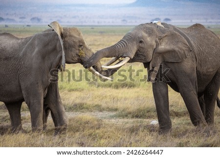 `Two female elephants entwining trunks in Amboseli National Park, Kenya