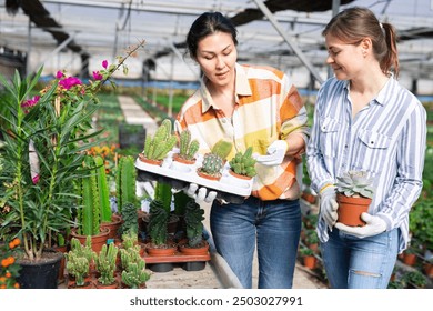 Two female florists growing ornamental plants working in greenhouse, checking various potted cacti - Powered by Shutterstock