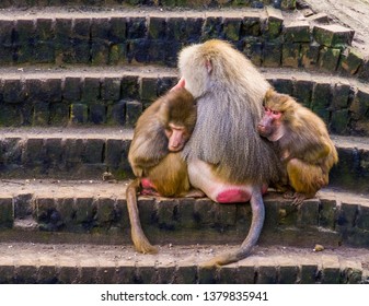 two female hamadryas baboons cuddling with a male hamadryas baboon, tropical monkeys from Africa