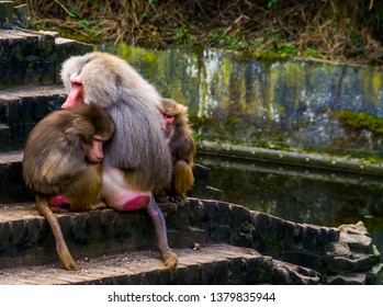 two female hamadryas baboons sitting close to a male hamadryas baboon, tropical monkeys from Africa
