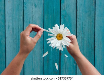 Two female hands hold in hand big white daisy petals and tear on the old blue wooden background, top view