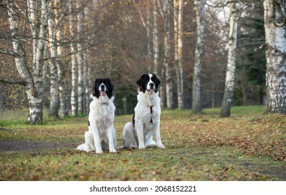 Two Female Landseer Sitting. Huge White And Black Dogs In Front Of Birch Alley In The Autumn. No People Holding Animals.