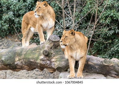 Female Lion Standing Baby Zoo Stock Photo 245313733 | Shutterstock