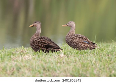 Two Female mallard Ducks sitting on the grass