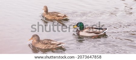 Two female and one male of the mallard or wild duck (Anas platyrhynchos) swimming in a pond.