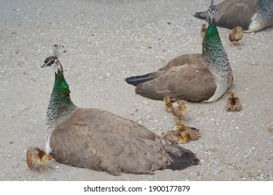 孔雀 正面 の画像 写真素材 ベクター画像 Shutterstock