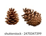 Two female pine cones isolated.  As they mature, they turn brown and open up to release seeds.