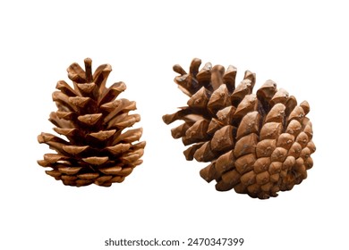 Two female pine cones isolated.  As they mature, they turn brown and open up to release seeds. - Powered by Shutterstock