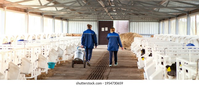 Two Female Workers Working On A Dairy Farm Walk Along The Pens With Calves. 