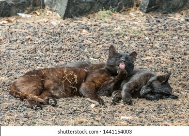 Two Feral Cats Having A Good Time Near The Caleta Beach In La Gomera Island. Female Cat Licking Paw, Basking On Porous Lava Pebbles. The Shot Is Made From A Long Distance With A Long-focus Lens.